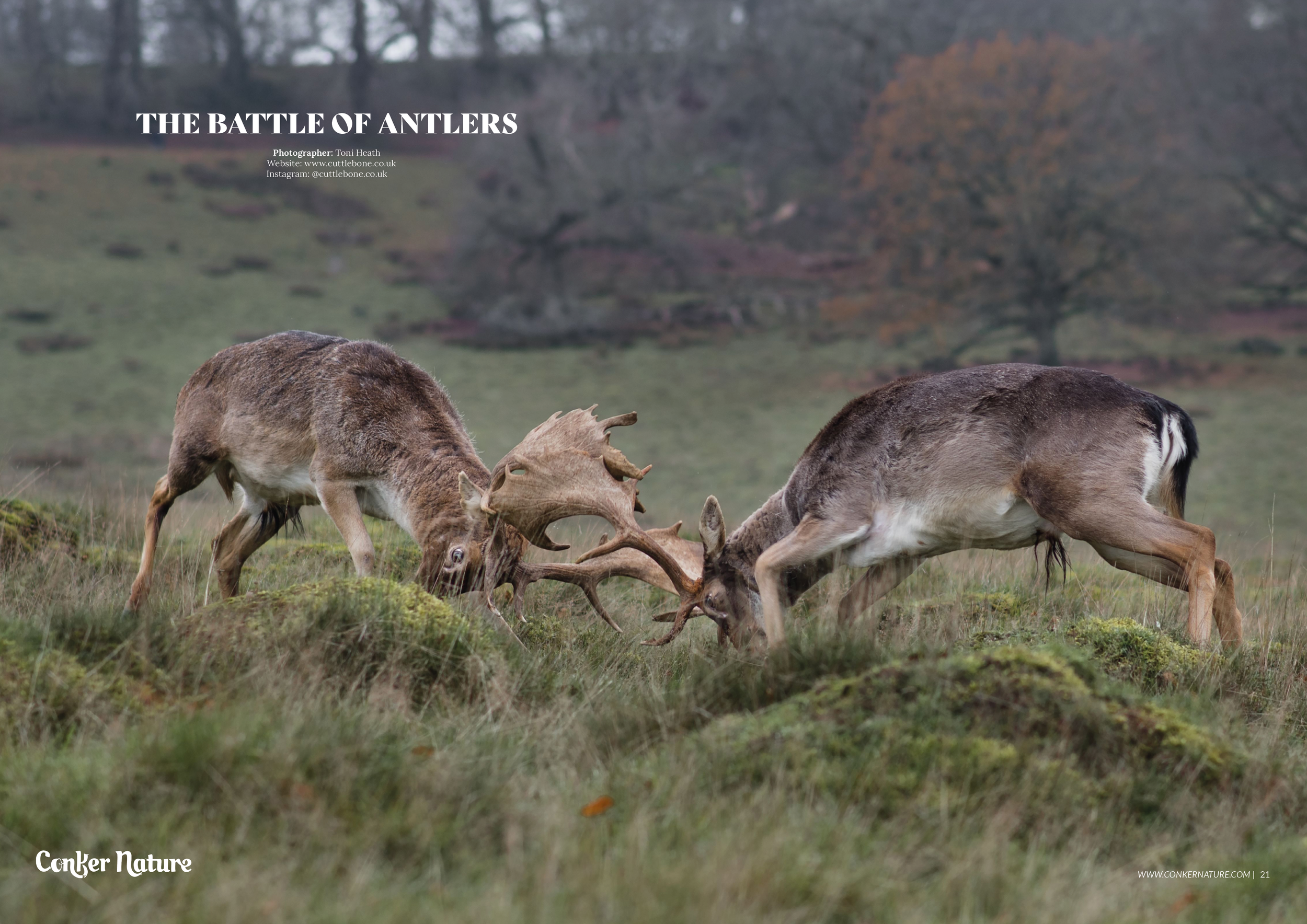 Conker Nature The Autumn Wildlife Issue11.png